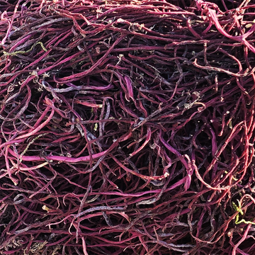 Wildcrafted Jamaican Purple Sea Moss (Wholesale)