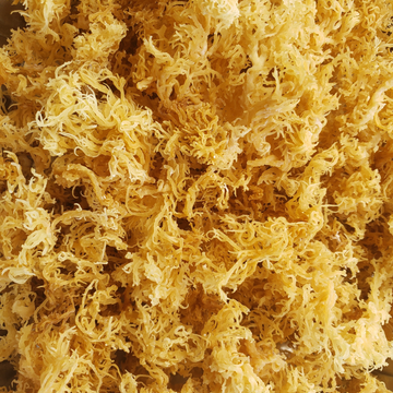 Wildcrafted Jamaican Gold Sea Moss (Wholesale)